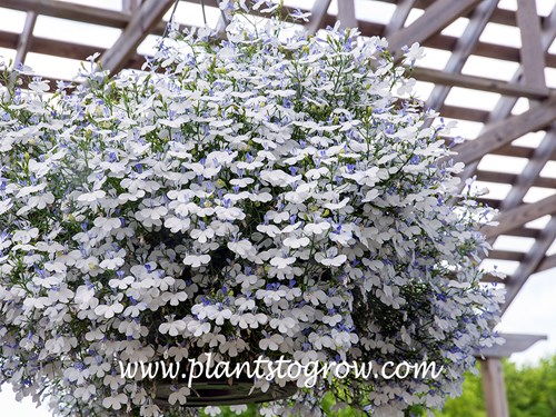 Lobelia Hot Springs White in an hanging basket